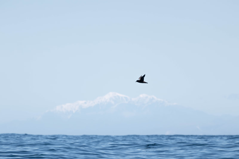 Tāiko | Westland Petrel at sea with Kaikōura ranges behind