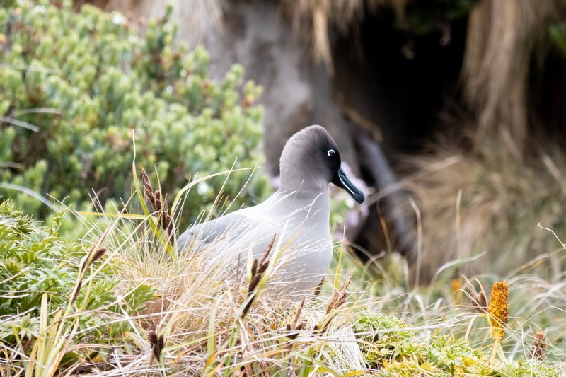 Toroa pango | Light mantled sooty albatross - albatross is sitting in amongst mega herbs on Campbell Island