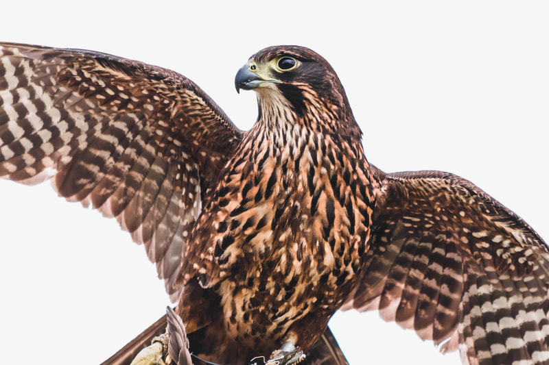 Kārearea | NZ Falcon.