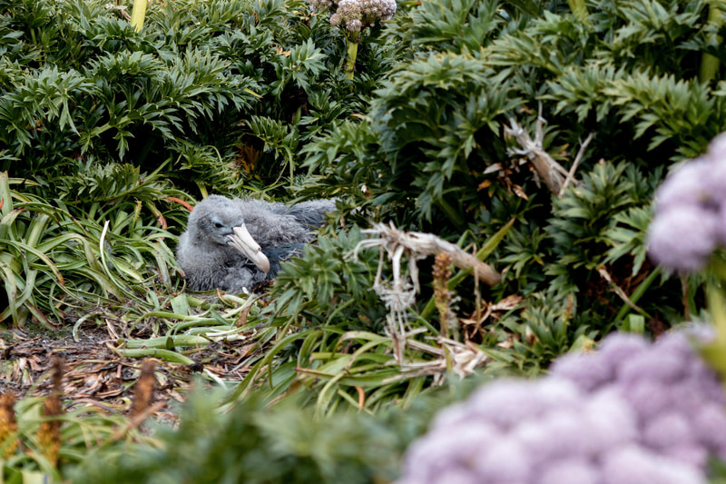 Pāngurunguru | Northern Giant Petrel chick in amongst mega herbs on Enderby Island