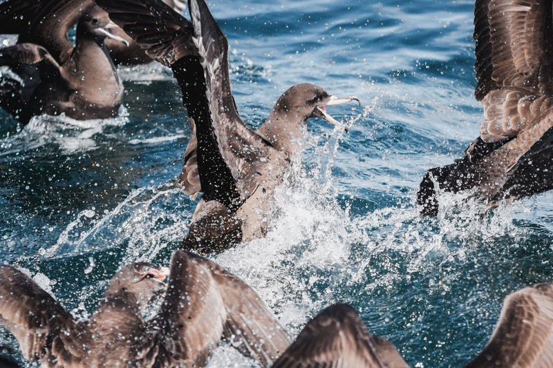 Toanui | Flesh footed shearwater. Multiple birds fighting for fish offal.