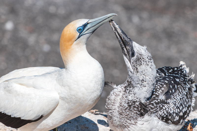 Tākapu | Australasian gannet parent and chick
