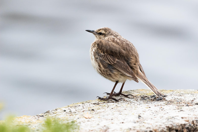 Pihoihoi | Campbell Island Pipit