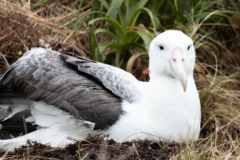Toroa | Southern Royal albatross