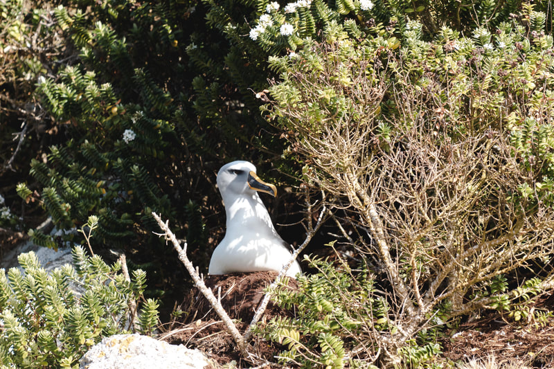 Toroa | Buller's Albatross on the nest at the Snares.