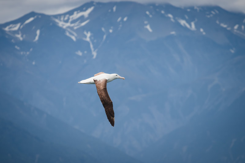 Toroa | Northern Royal albatross with Kaikōura ranges behind