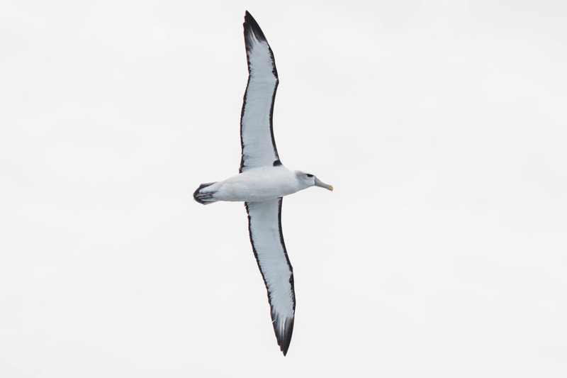 Toroa | Salvin's albatross