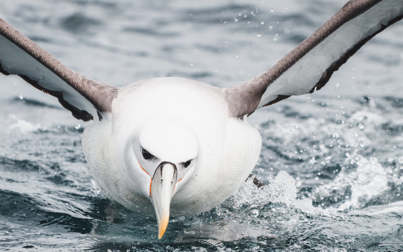Toroa | White capped albatross