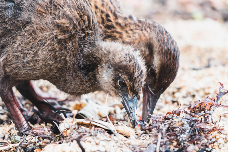 Weka parent and chick
