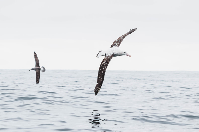Toroa | Salvin's albatross and Gibson's albatross