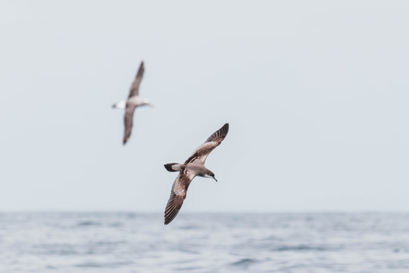 Rako | Buller's shearwater and Toroa | Salvin's albatross